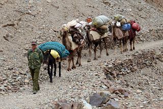 11 Camel Man Leads His Donkey And Three Camels Down To The Surakwat River From The Terrace Between Yilik Village And Sarak On Trek To K2 North Face In China.jpg